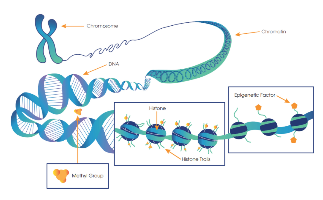 Genes and epigenetics